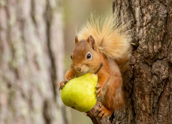 stock image Cute scottish red squirrel with bushy tail eating a fresh green pear in the woodland