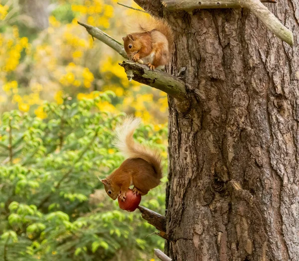 Две Милые Шотландские Красные Белки Одном Дереве Лесу Едят Ветвях — стоковое фото