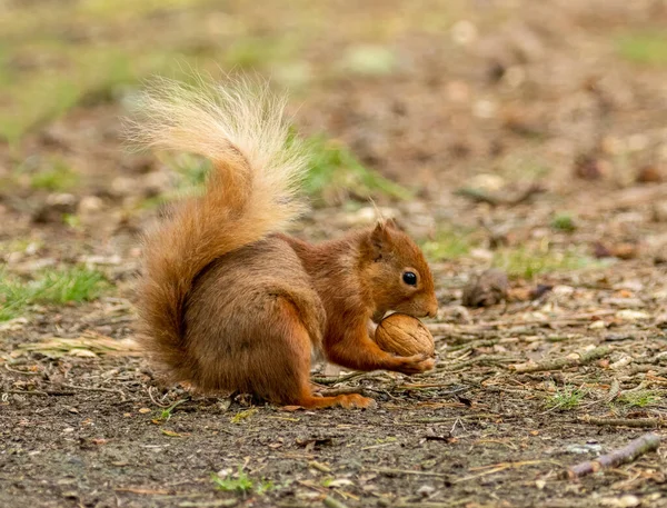 Όμορφη Χαριτωμένο Και Τριχωτό Σκωτσέζικο Κόκκινο Σκίουρος Στο Δάσος Τρώει — Φωτογραφία Αρχείου
