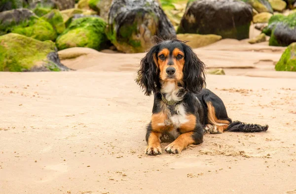 Güzel evcil hayvan kumsalda siyah ve kahverengi köpek.