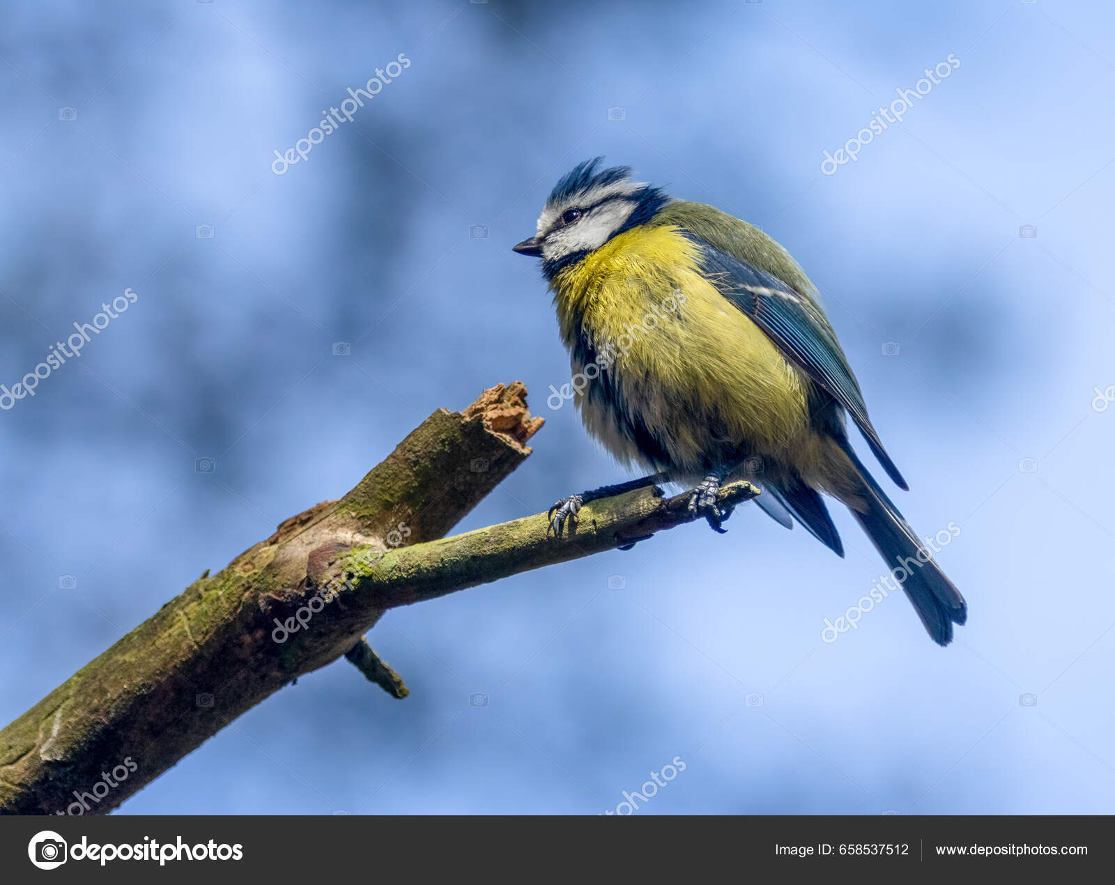 Small Cute Blue Tit Bird Perched End Branch Beautiful Blue — Stock Photo ©  SarahLouPhotography 658537512