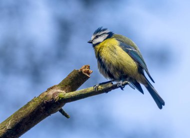 Small and cute blue tit bird perched on the end of a branch with beautiful blue sky background 