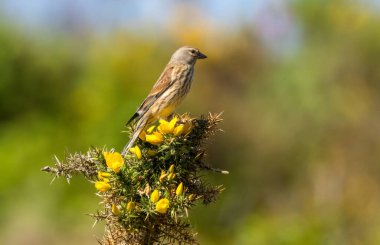 Linnet, küçük kahverengi kuş, güneş ışığında doğal arka planda sarı boğaza tünemiş.