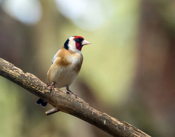 Belas Penas Coloridas Plumagem Pássaro Goldfinch Empoleirado Ramo Floresta Com — Fotografia de Stock