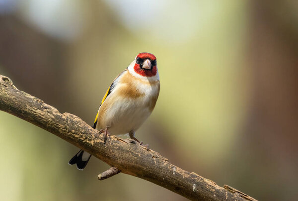 Beautiful coloured feathers, plumage, on a goldfinch bird perched on a branch in the woodland with natural forest background