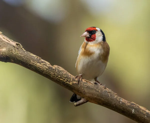 Beautiful Coloured Feathers Plumage Goldfinch Bird Perched Branch Woodland Natural — Stock Photo, Image