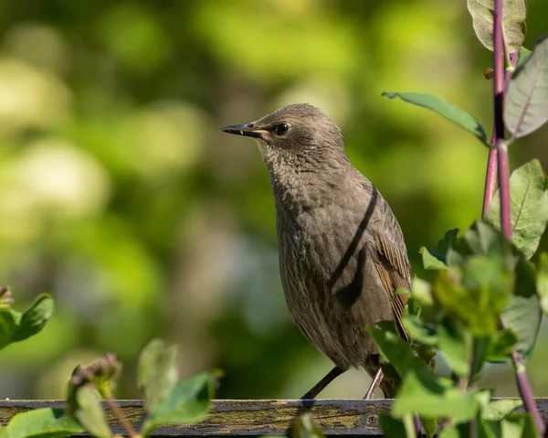 Recém Crescido Bebê Starling Pássaro Espera Dos Pais Para Voltar — Fotografia de Stock