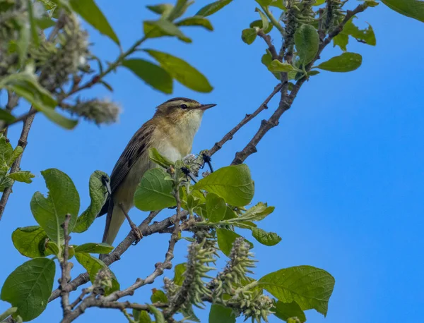 Sedge Sångare Fågel Sjunger Ett Träd Med Klarblå Himmel Solskenet — Stockfoto