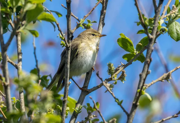 Beautiful Willow Warbler Bird Perched Branch Sunshine Bright Blue Sky — Stock Photo, Image