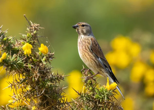 Linnet Small Brown Bird Sunshine Perched Yellow Gorse Natural Background — Stock Photo, Image