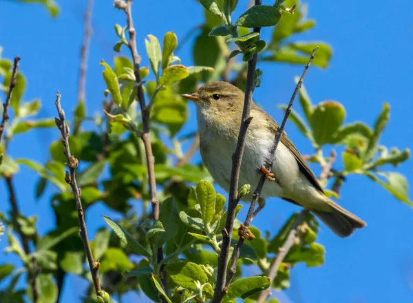 Vacker Pil Sångare Fågel Uppflugen Gren Solskenet Med Klarblå Himmel — Stockfoto