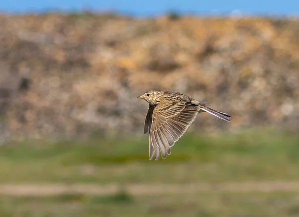 Vacker Brun Skylark Sång Fågel Flykt Med Vacker Naturlig Bakgrund — Stockfoto