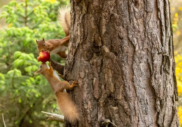 Dwie Szkockie Czerwone Wiewiórki Dzielą Się Jabłkiem Gałęzi Lesie — Zdjęcie stockowe