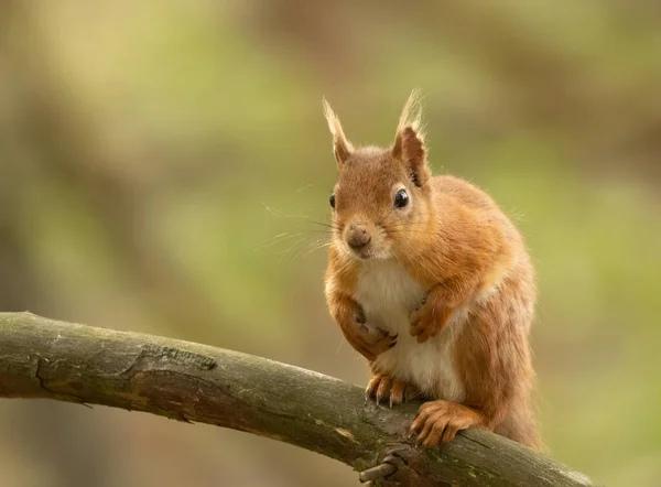 非常可爱和好奇的小苏格兰人红松鼠坐在森林的树枝上 带着天然的林地背景环视四周 — 图库照片
