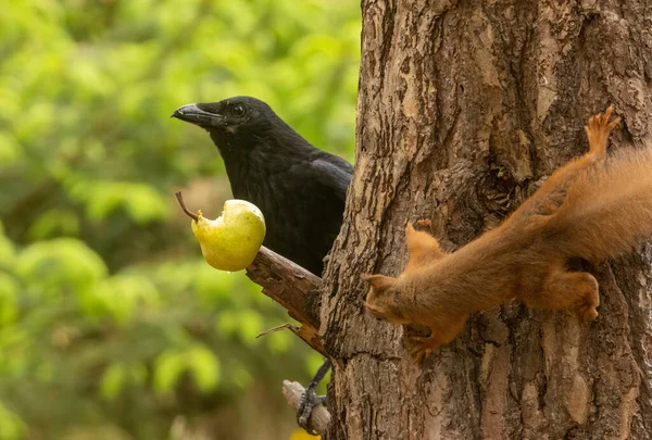 Große Schwarze Aaskrähe Krähiger Vogel Der Wald Eine Birne Isst — Stockfoto