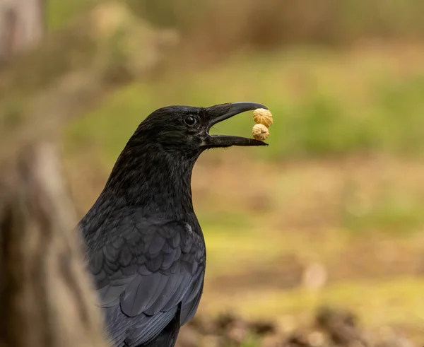 Grand Corbeau Arrière Oiseau Corvidé Dans Forêt Prenant Des Noix — Photo