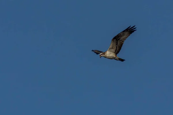 Fischadler Schottland Schweben Über Dem Wasser Und Sehen Aus Wie — Stockfoto