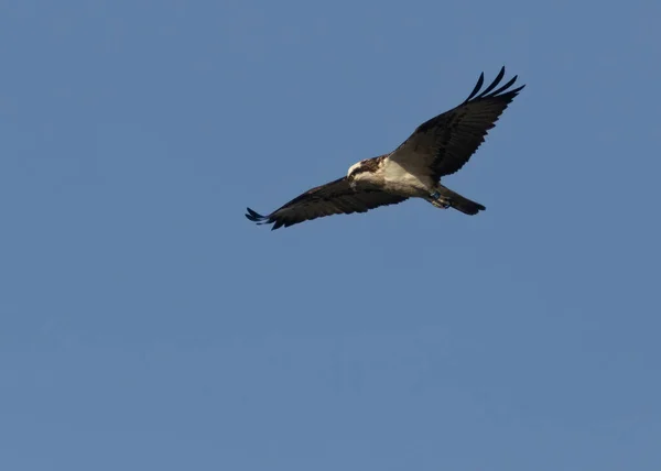 Fischadler Schottland Schweben Über Dem Wasser Und Sehen Aus Wie — Stockfoto