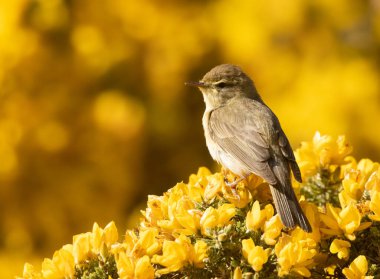 Söğüt bülbülü, ilkbaharda güneş ışığında yeşil arka planda parlak sarı gorse çiçekleri arasında yiyecek arıyor.