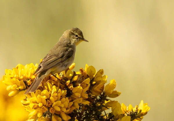 Willow Warbler Ψάχνει Για Τροφή Ανάμεσα Φωτεινά Κίτρινα Λουλούδια Gorse — Φωτογραφία Αρχείου