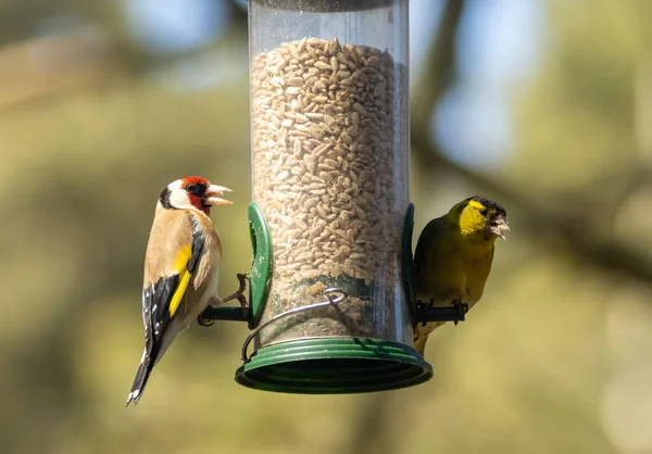 Goldfinch Male Siskin Sharing Sunflower Heart Bird Feeder — Stock Photo, Image