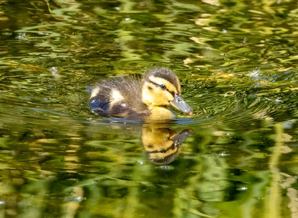 Lindo Esponjoso Recién Nacido Patos Mallard Negro Amarillo Nadando Agua —  Fotos de Stock