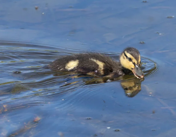Lindo Esponjoso Recién Nacido Patos Mallard Negro Amarillo Nadando Agua —  Fotos de Stock