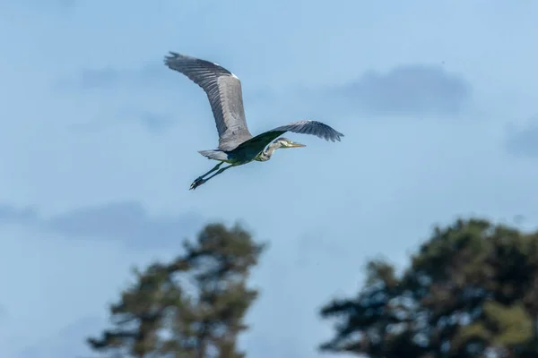 Grey Heron Flight Large Wing Span Lovely Blue Sky — Stock Photo, Image