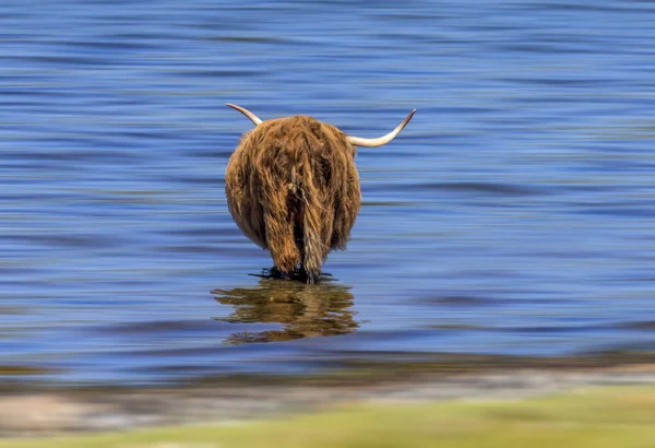 Μινιμαλιστικό Μονοπάτι Θολώνει Από Μια Σκωτσέζικη Ορεινή Αγελάδα Που Στέκεται — Φωτογραφία Αρχείου