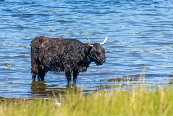 苏格兰高地的奶牛在夏天的热浪中在冷水中冷却下来 — 图库照片