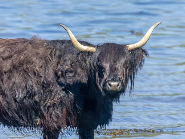 苏格兰高地的奶牛在夏天的热浪中在冷水中冷却下来 — 图库照片