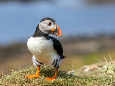 Yazın İskoçya 'da güneş ışığında güzel, renkli gagalı Atlantik martısı. 