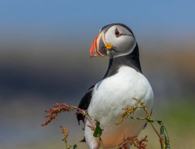 Yazın İskoçya 'da güneş ışığında güzel, renkli gagalı Atlantik martısı. 