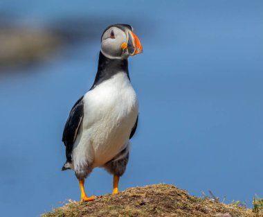 Yazın İskoçya 'da güneş ışığında güzel, renkli gagalı Atlantik martısı. 
