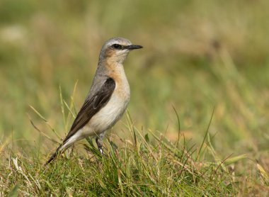 Wheatear 'dan geçen güneş ışığı kuşları İskoçya' nın Treshnish Adaları 'ndaki Lunga Adası' nda çimlerin üzerinde duruyor. 