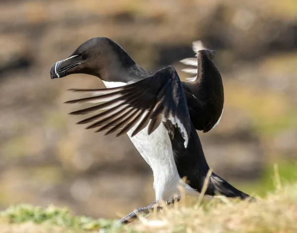 Lunga Adasındaki Bir Deniz Kuşu Olan Razorbill Kuşu Skoçya Yaz — Stok fotoğraf