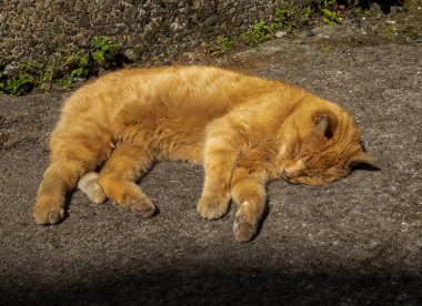 Zencefilli evcil kedi güneşin altında uzanıyor. 