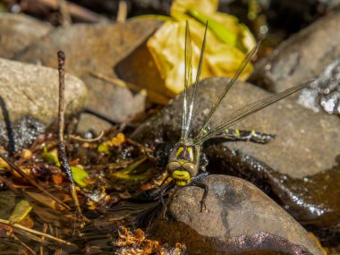 Altın halkalı yusufçuk bir derede güneş ışığında kanatlarını kurutuyor.