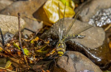 Altın halkalı yusufçuk bir derede güneş ışığında kanatlarını kurutuyor.