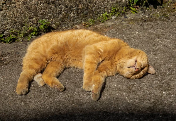 Ginger domestic pet cat lying in the sunshine having a snooze