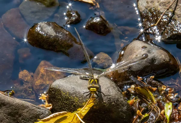 Goldberingte Libelle Trocknet Ihre Flügel Der Sonne Auf Einem Felsen — Stockfoto
