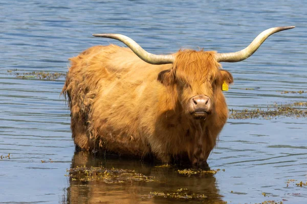 stock image Brown, hairy, Scottish highland cow trying to cool off in the cold blue water during a heatwave on the west coast of Scotland 