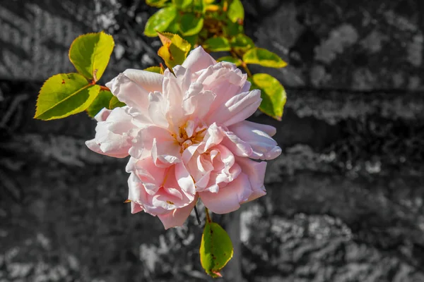 Ziemlich Rosa Rosen Und Grüne Blütenblätter Auf Schwarzem Und Weißem — Stockfoto