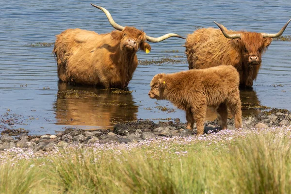 Δύο Ενήλικες Σκωτσέζικες Ορεινές Αγελάδες Μεγάλα Κέρατα Και Ένα Μοσχάρι — Φωτογραφία Αρχείου