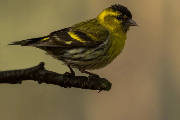 Plumagem Amarela Preta Bonita Siskin Masculino Pequeno Pássaro Empoleirado Ramo — Fotografia de Stock