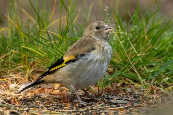 Juvenile Recently Fledged Baby Goldfinch Eating Grass Seed Forest Floor — Stock Photo, Image