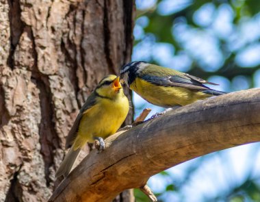 Blue tit bird feeding its young on a branch in the woodland 