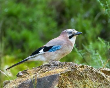 Jay, ormanlık alanda fıstık yiyen güzel renkli tüylü bir kuş. 