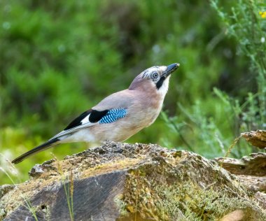 Jay, ormanlık alanda fıstık yiyen güzel renkli tüylü bir kuş. 