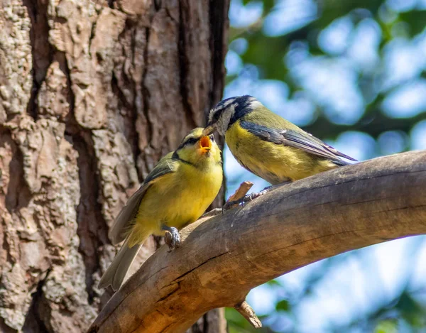 Blue Tit Bird Feeding Its Young Branch Woodland — Fotografia de Stock